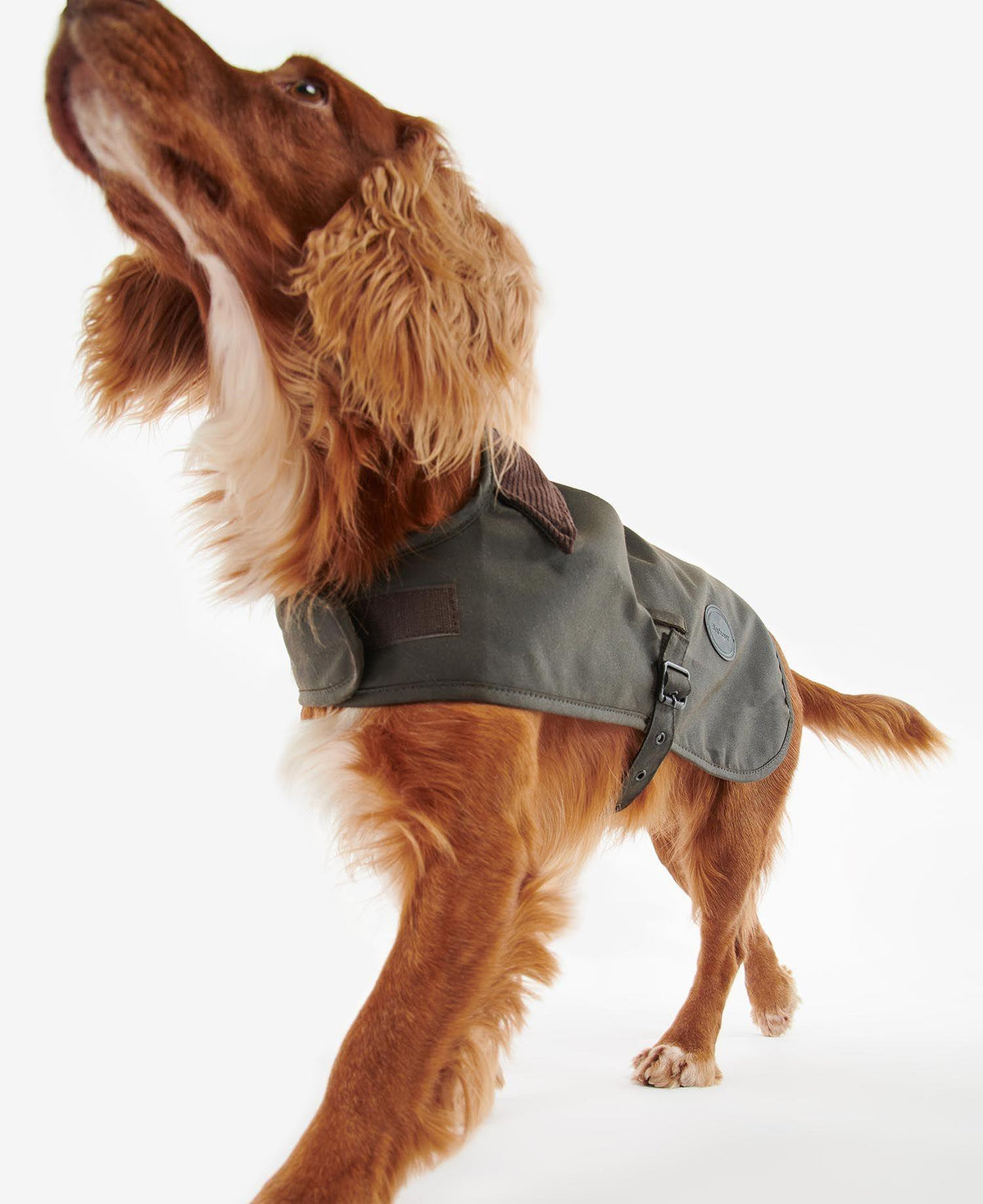 Waxed Dog Coat Olive