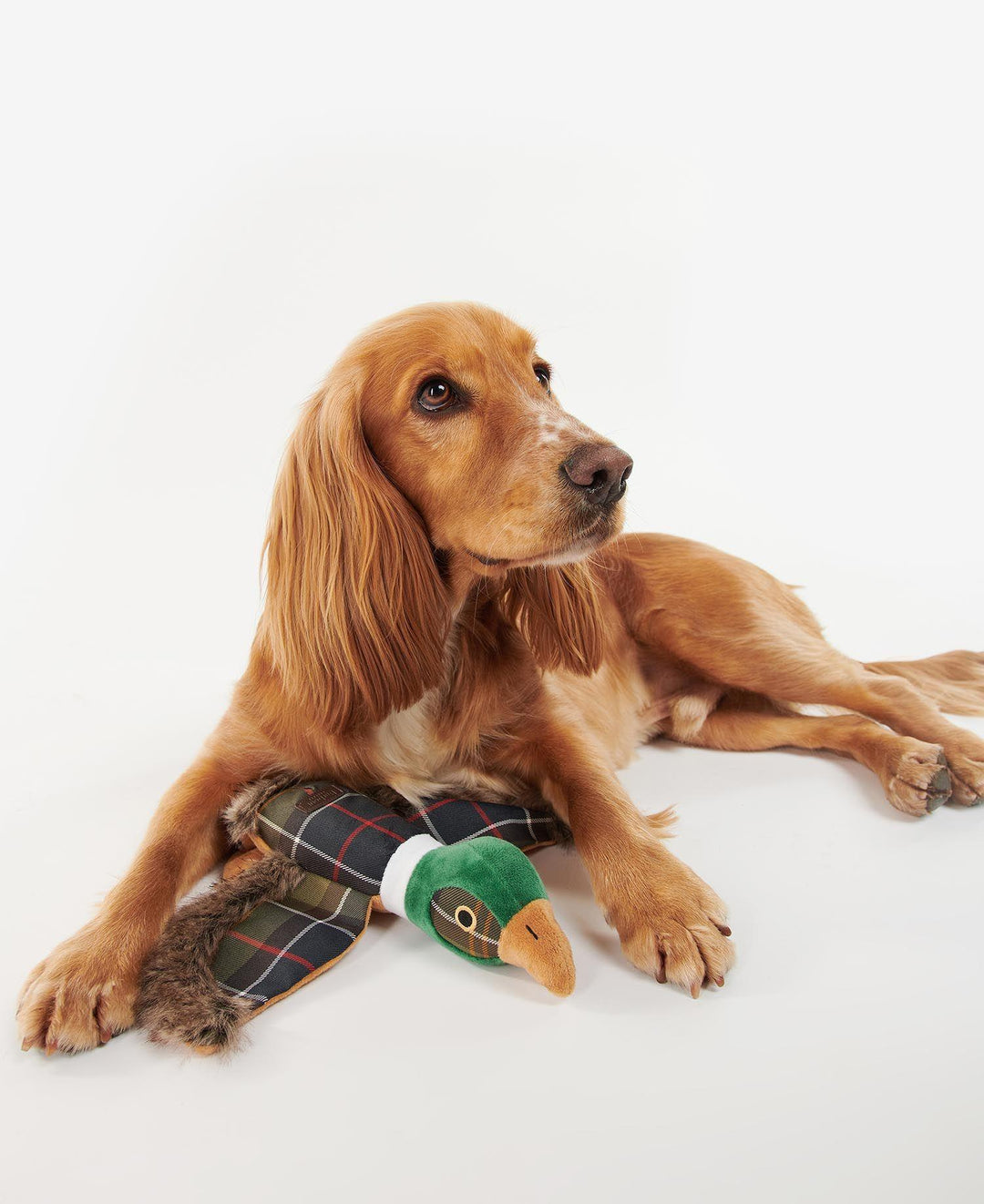 Barbour Pheasant Dog Toy