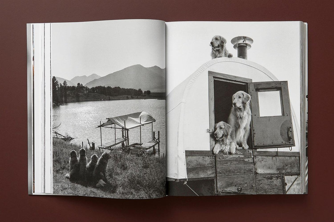 The Golden Retriever Photographic Society