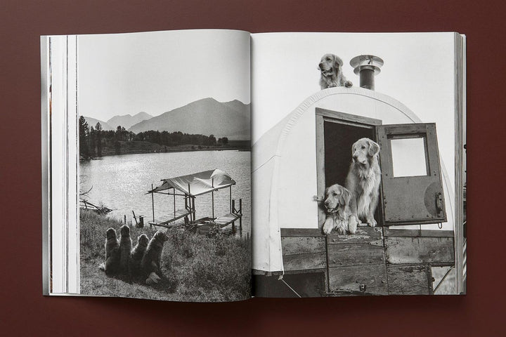 The Golden Retriever Photographic Society